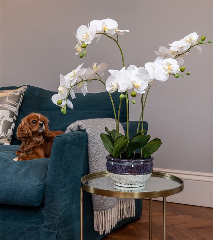 white artificial orchid in blue and white ceramic pot on table next to sofa and dog