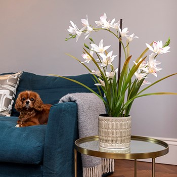 potted white artificial orchid with dog on sofa