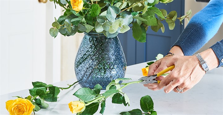 fresh yellow flowers being trimmed and arranged in a vase