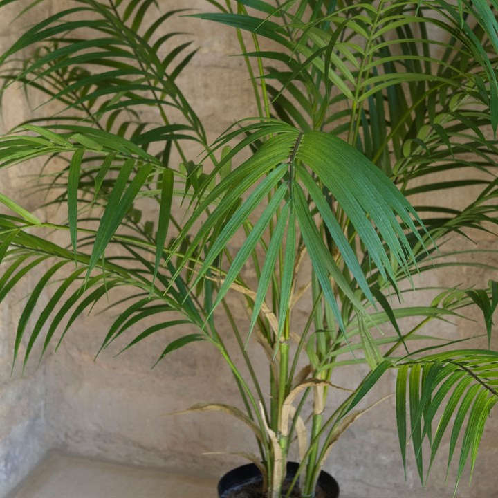 A close up image of an artificial plant, the areca palm
