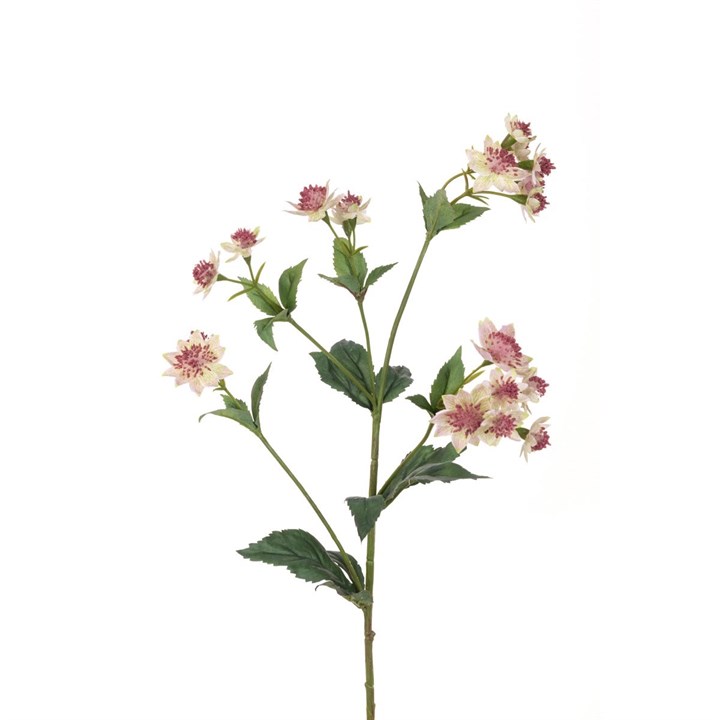 pink artificial astrantia stem on white background