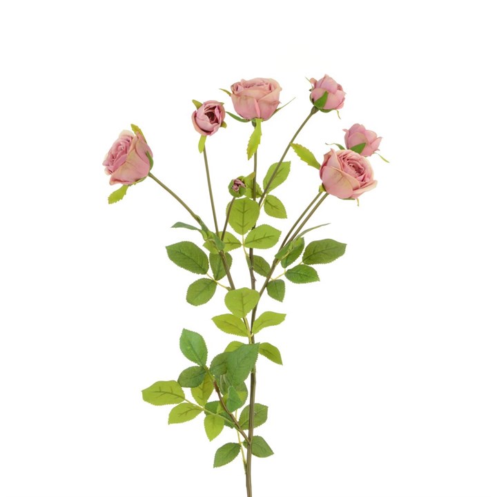 artificial english rose stem on white background