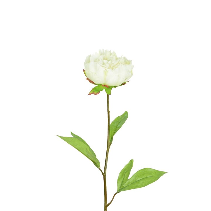 cream faux peony stem on white background