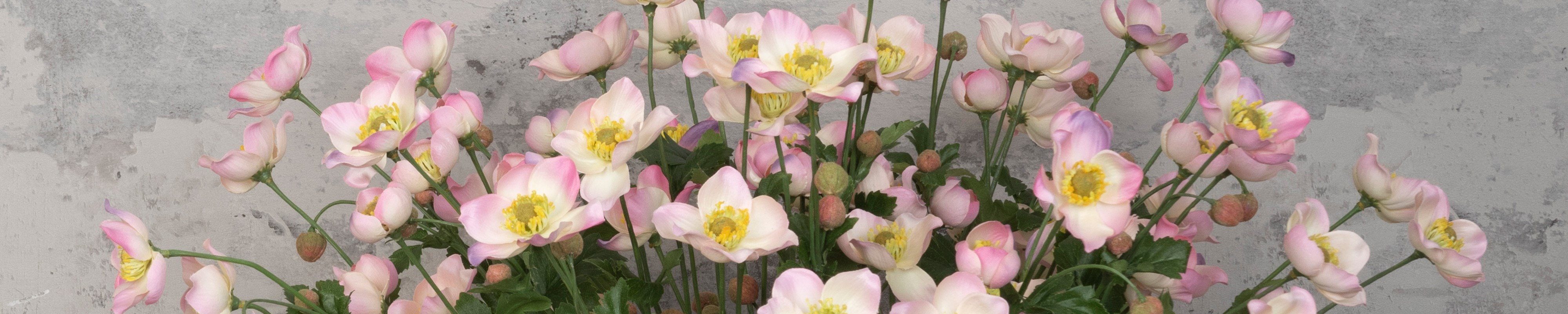Artificial Anemones
