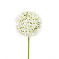 Faux Allium White alternative image