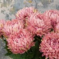 Faux Chrysanthemum Pink alternative image