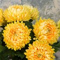 Faux Chrysanthemum Yellow alternative image