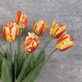Faux Parrot Tulip Flame alternative image