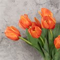 Faux Triumph Tulip Orange alternative image
