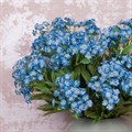 Faux Forget-Me-Not alternative image