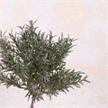 Faux Rosemary Topiary in Pot alternative image