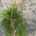 Hanging Potted Faux Fern alternative image