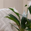 Faux Potted Peace Lily alternative image