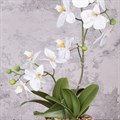 Faux Orchid in Footed Pot alternative image