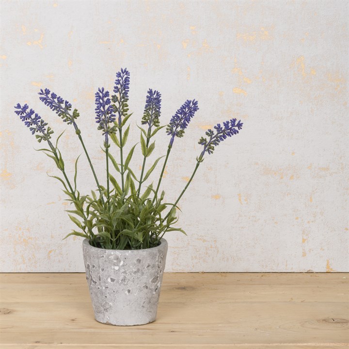 Lavender in Stone Pot