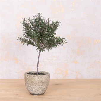 Faux Rosemary Topiary in Pot