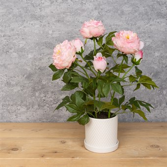 Faux Peony Plant in pot - Pink