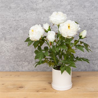 Faux Peony Plant in pot - White