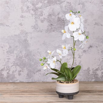 Faux Orchid in Footed Pot