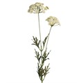Queen Anne Lace 2S 42F 74cm