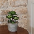 Faux Succulent in Round Pot