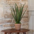 Faux Aloe Vera Plant in Pot