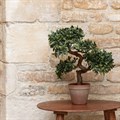 Artificial Pittosporum Bonsai Tree 41cm