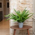 Large Faux Fern in Stone Pot